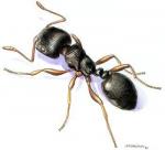 fourmis noir