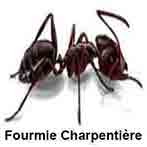 Fourmie Charpentière