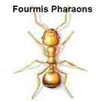 Fourmies Pharaons
