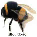 Bourdon