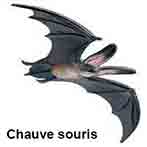 Chauve_souris
