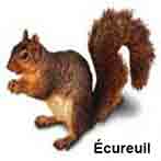 Ecureuil