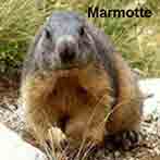 Marmotte