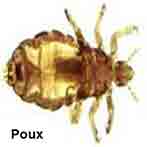 Poux