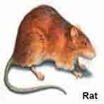 Rat