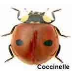 coccinelle