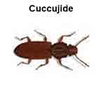 cucujide