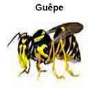 guêpe