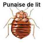 Punaise de lit