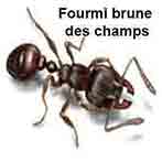 Fourmie brune des champs