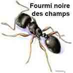 Fourmie noire des champs