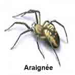 Araignée